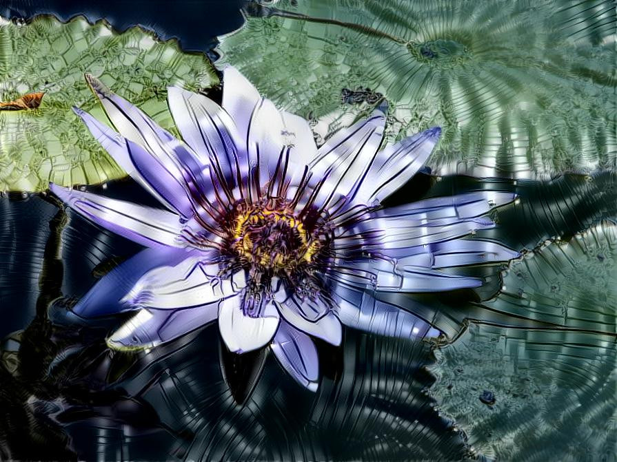 Purple Water Lily - photo Deb Berk