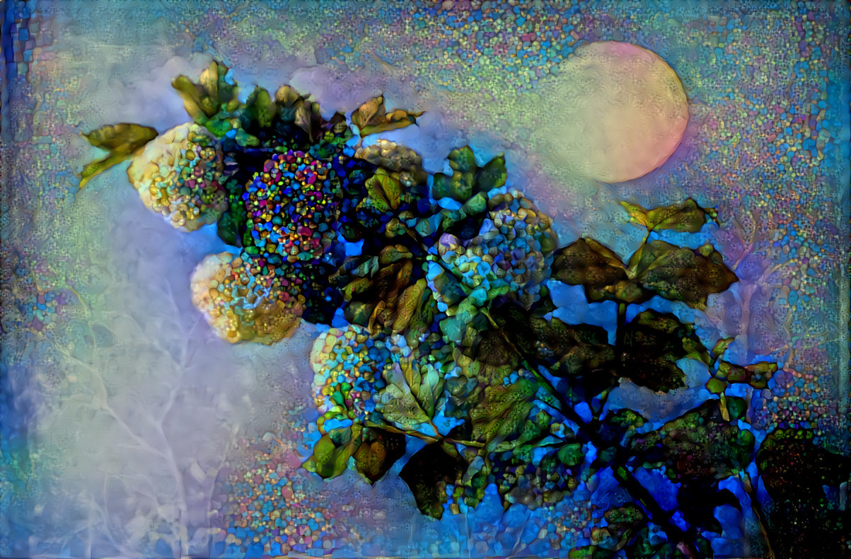 Spherical XOXO - Viburnum opulus, Snowball