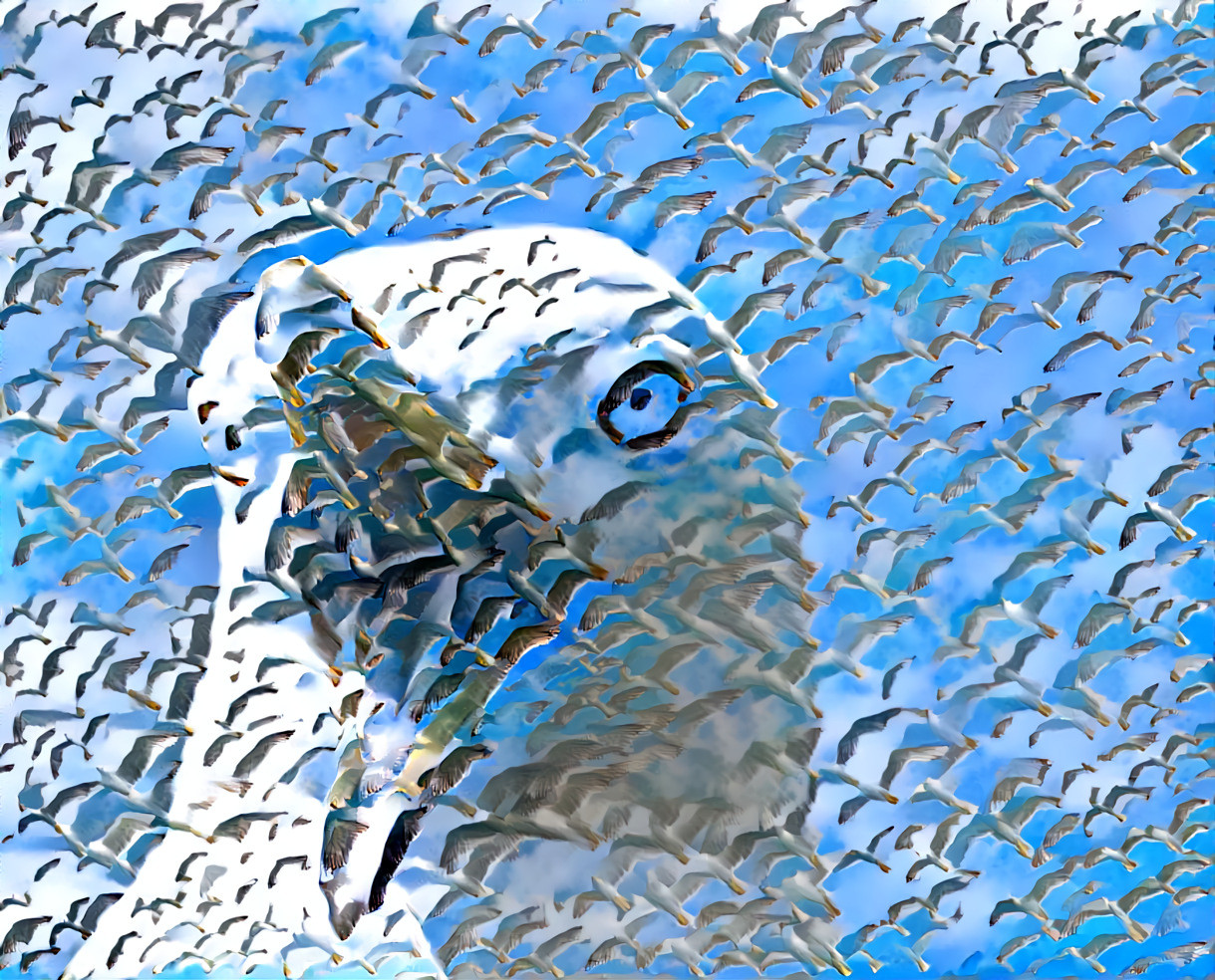 Master Gull