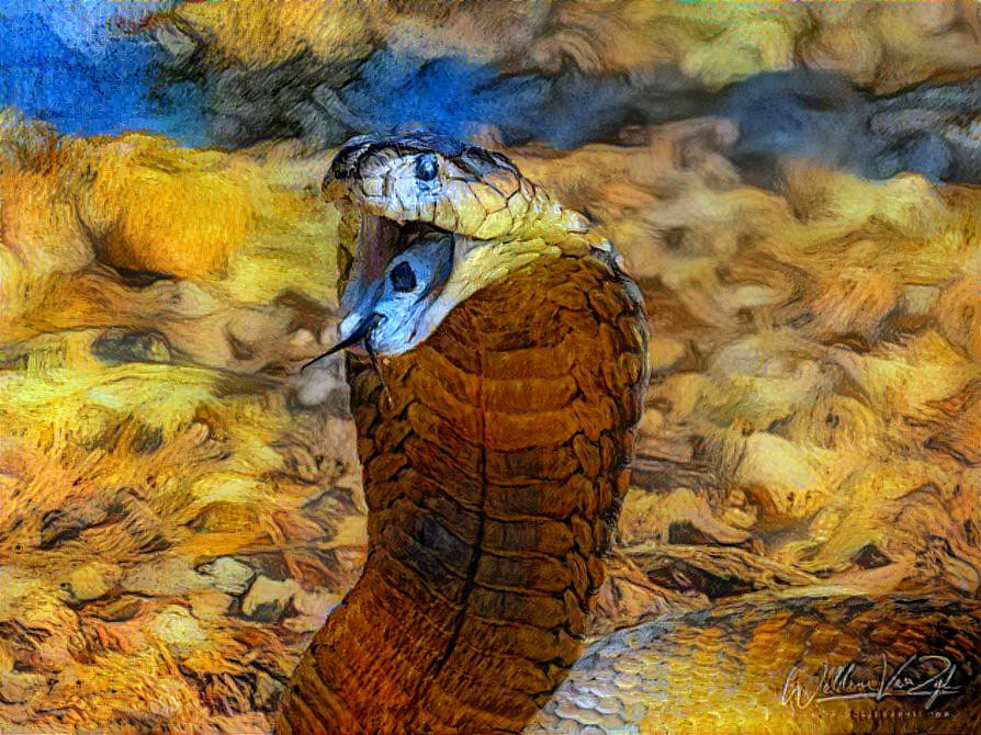 Snouted Cobra (Naja annulifera)