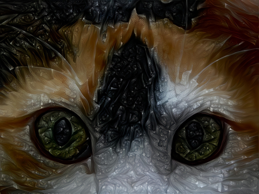 3 eyed cat