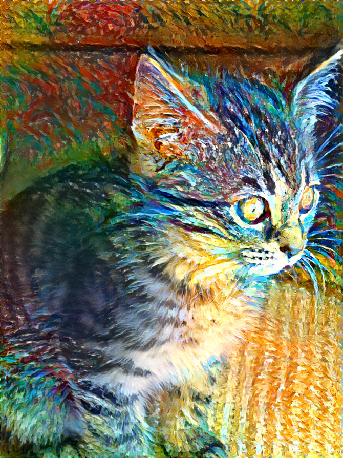 Rainbow   Cat