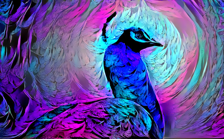 Haloed peacock
