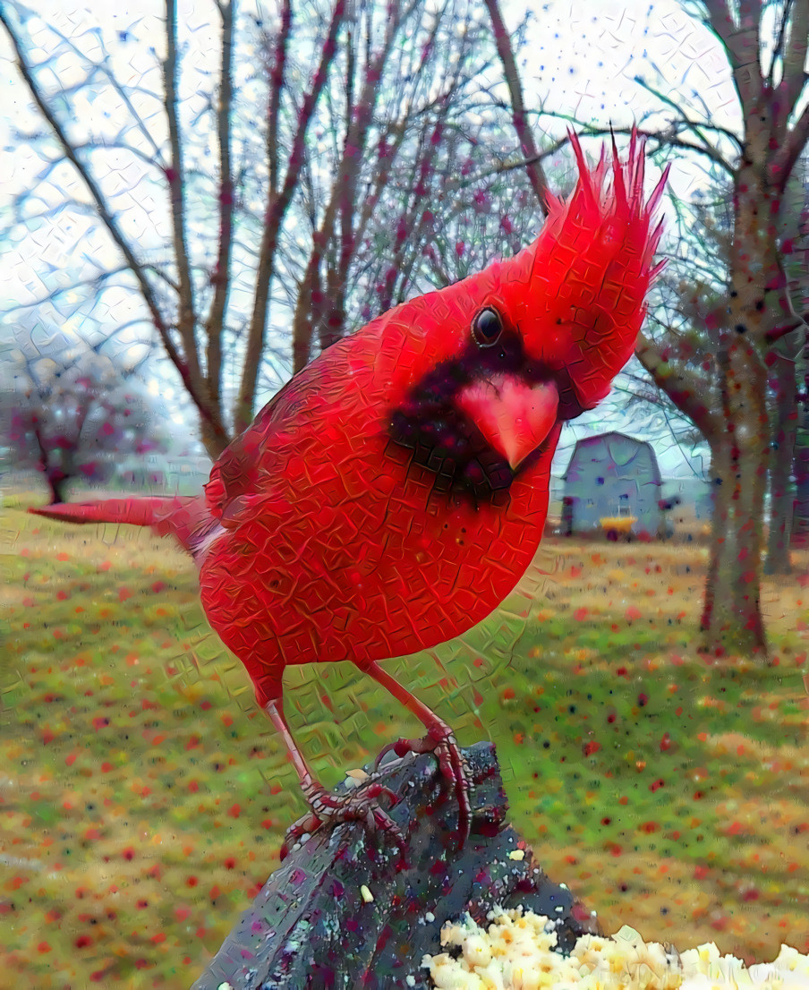 Cardinals Appear When Angels are Near