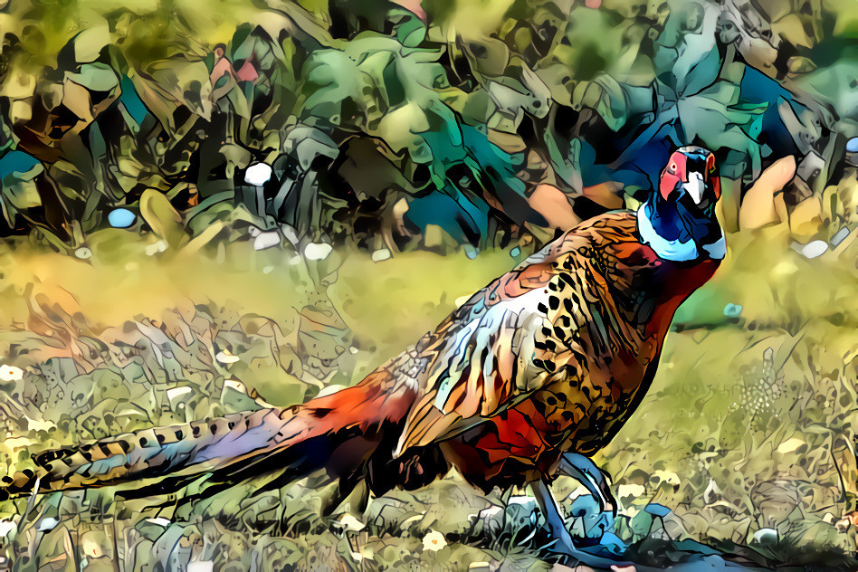 Garden Pheasant