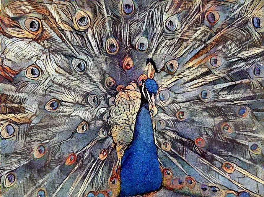 Peacock II