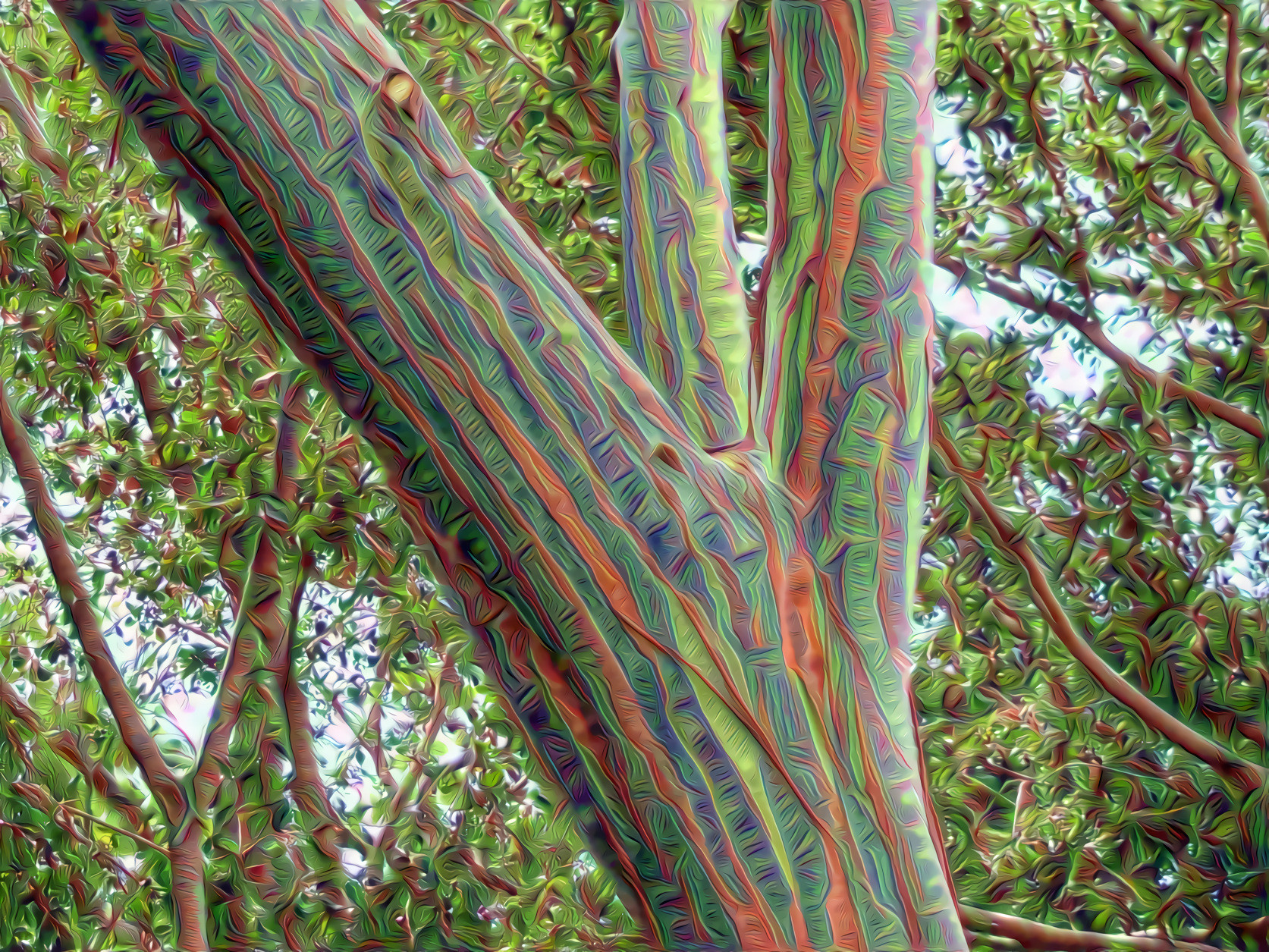 Rainbow Eucalyptus Tree - Honolulu