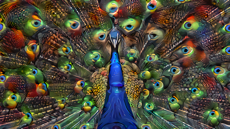 Watching A Peacock
