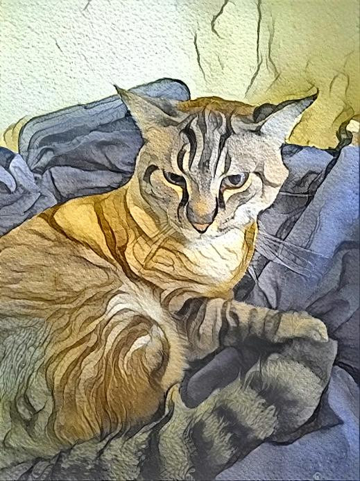 Bearington Cat study Watercolor like