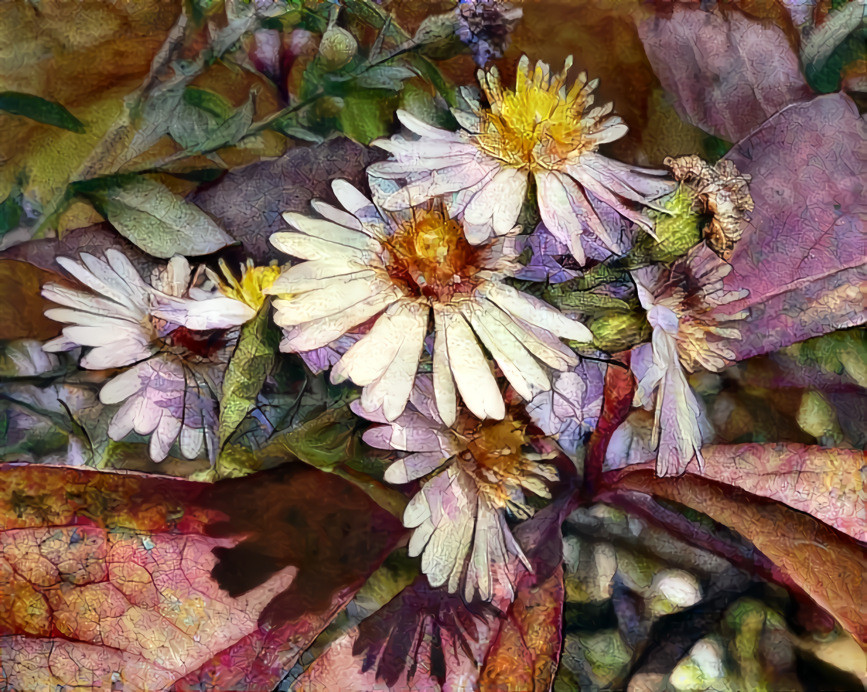 The last asters this year