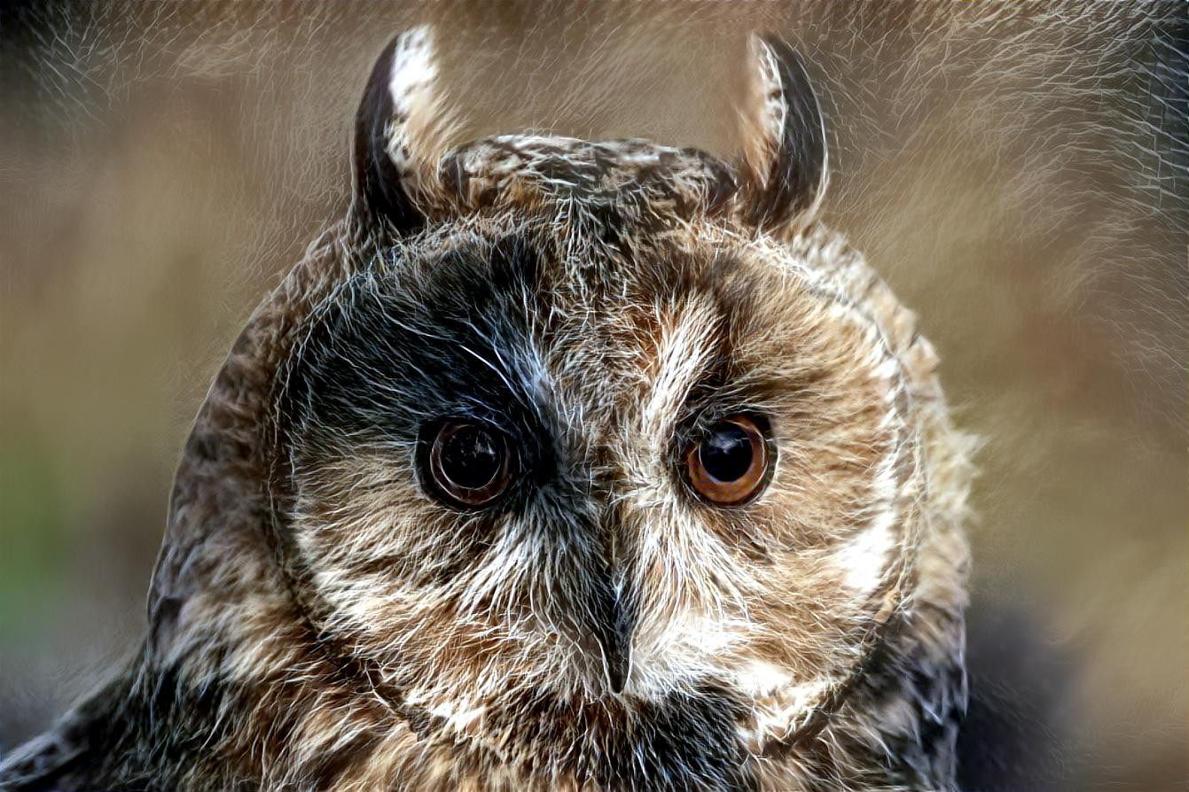Fur owl
