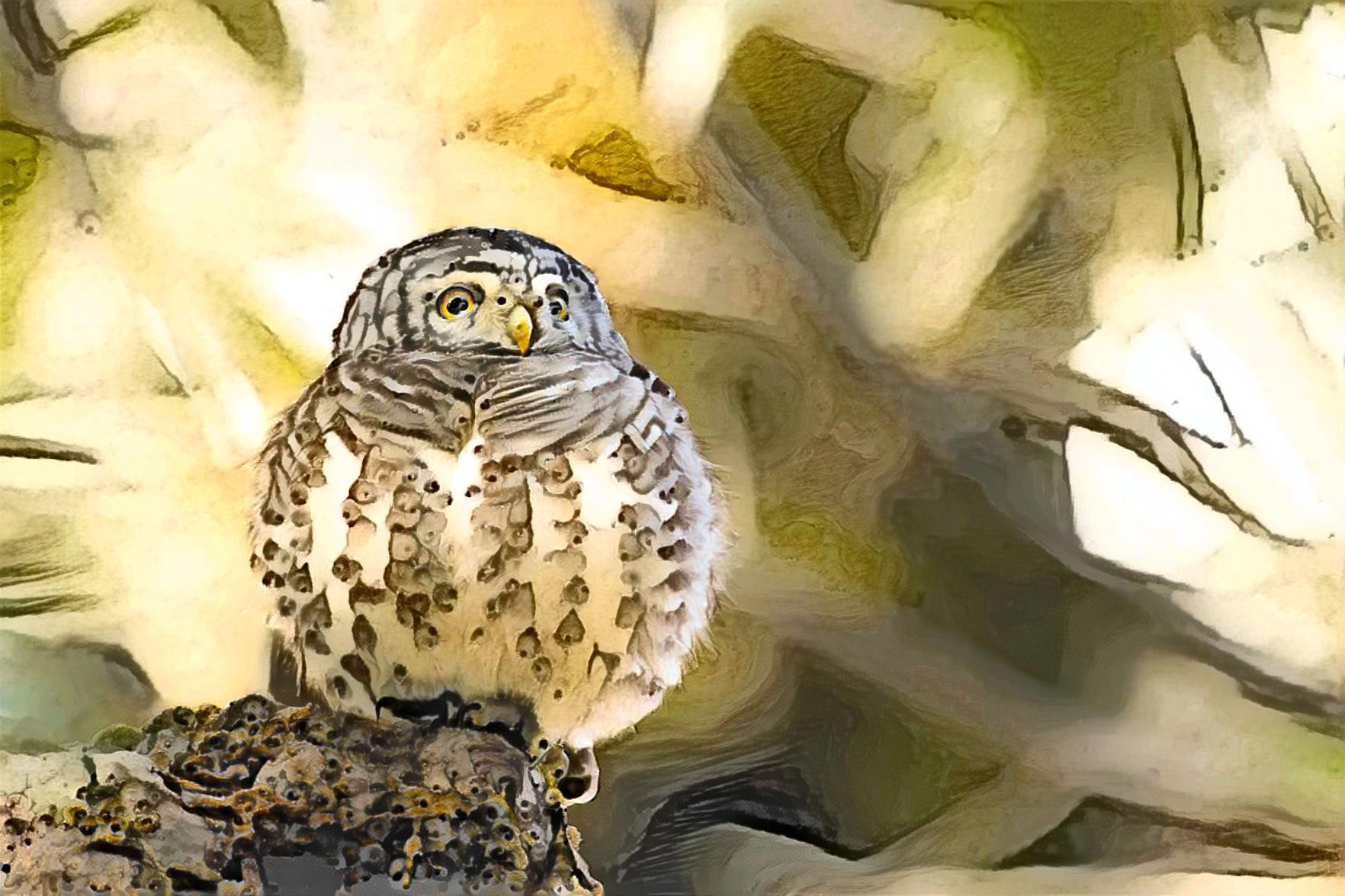 Adolescent Collared Owl - 03