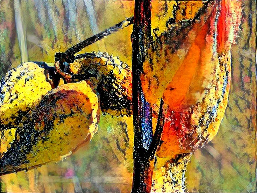 milkweed 1 yellow 1 high resolution