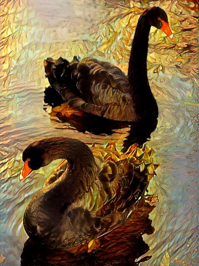 Black swans at sunset.
