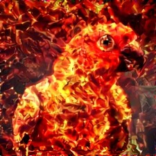 Red-Hot Charcoal Bird