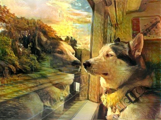 Dog in train