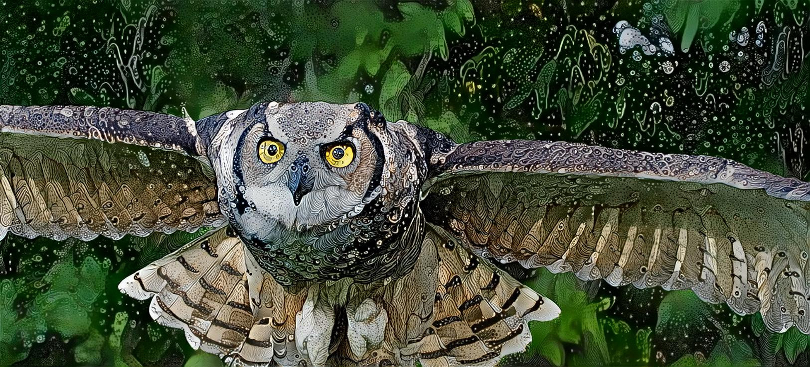 Owl on approach