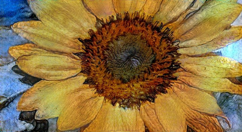 Dream sunflower