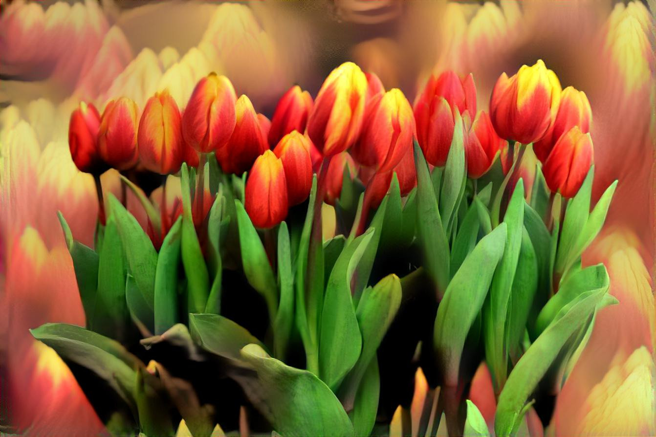 Red and Yellow Tulips 