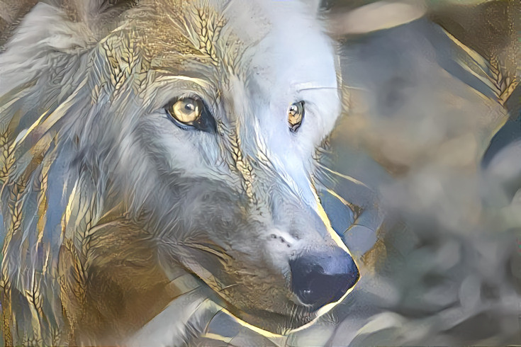 Golden wolf