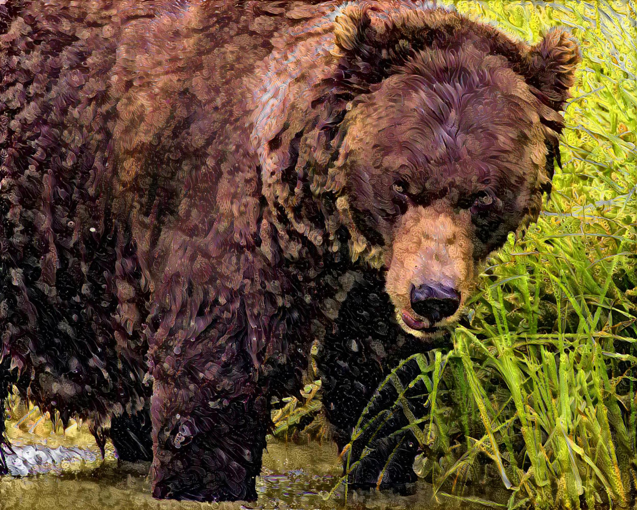 Grizzly in the Rain