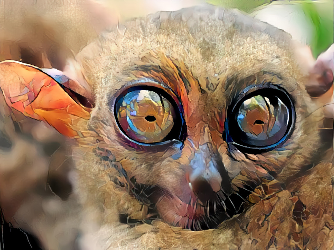.Tarsiers - The Big-Eyed, Ancient, Nocturnal Mammal