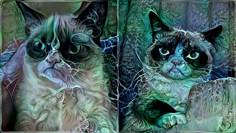 grumpy cat, aqua, blue-green