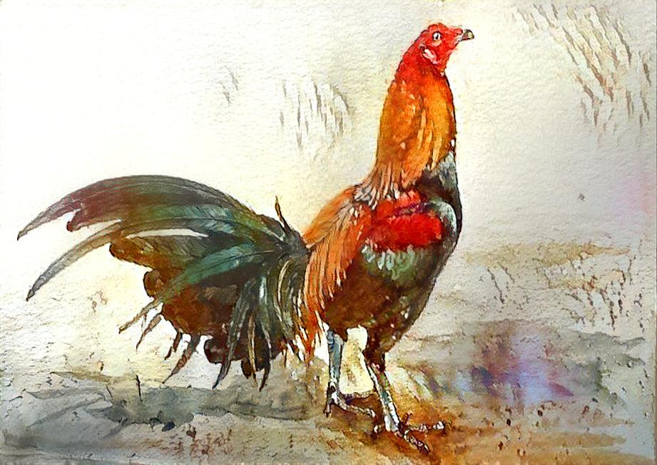 Peruvian rooster