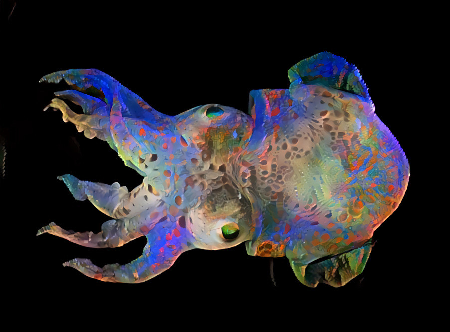 "Chameleon squid" _ (210327)