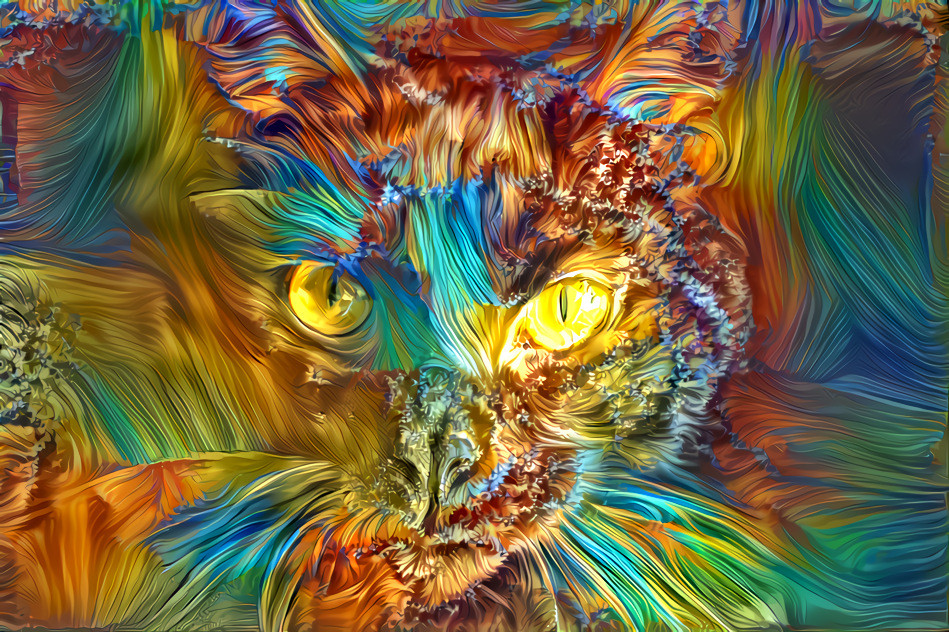 animal project - cat ilusion