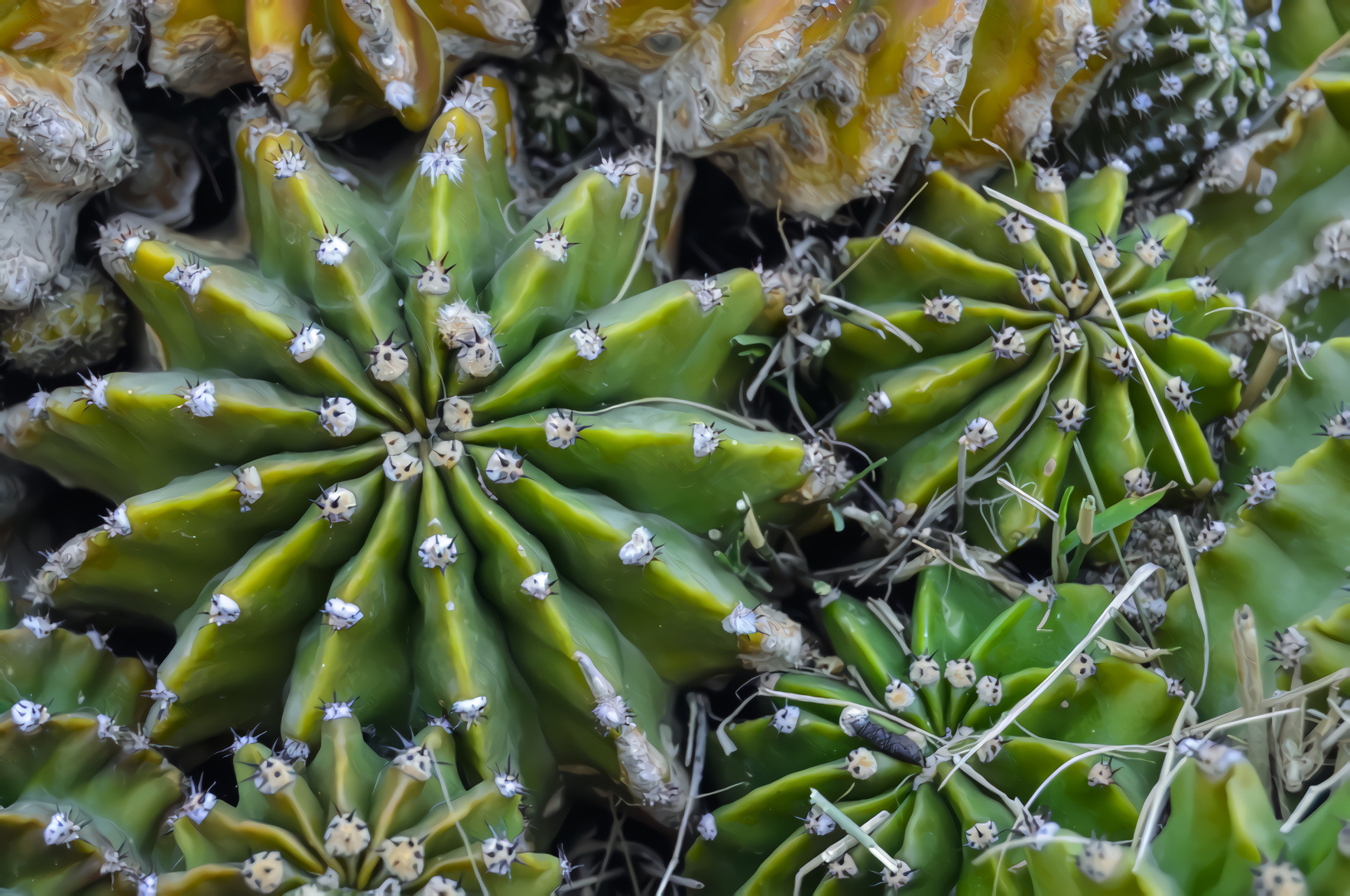 Cactus, Thorns and Skewers