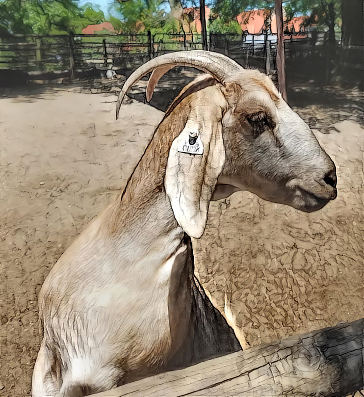 Goat 1