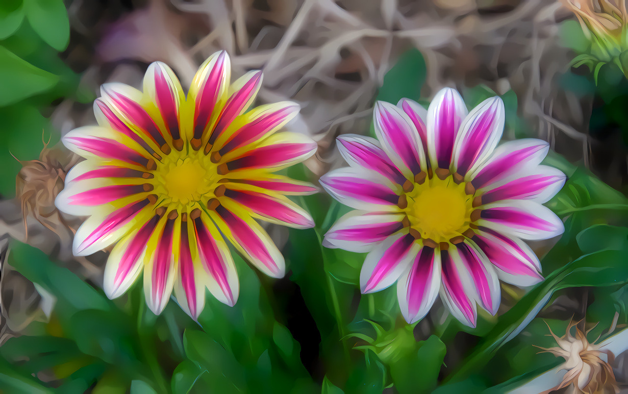 A Pair of Smooth Flowers