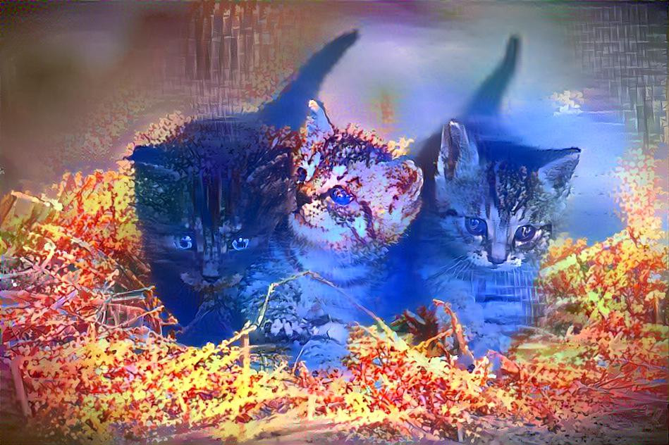 Cosmic kittens