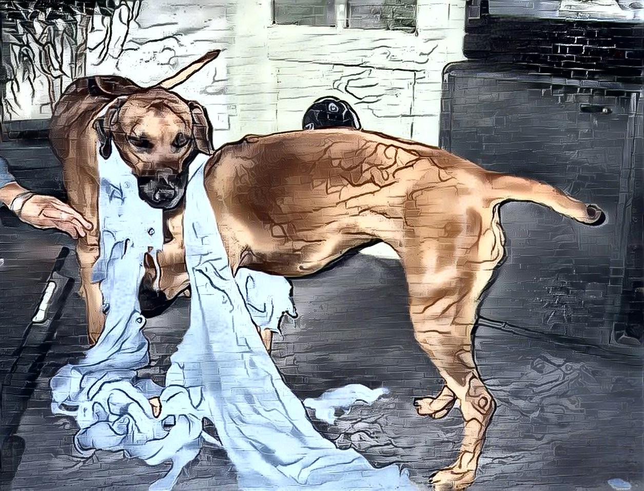 2 dog playing with a bed sheet.