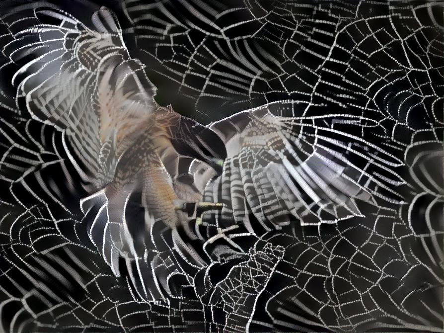 Hawk on the web