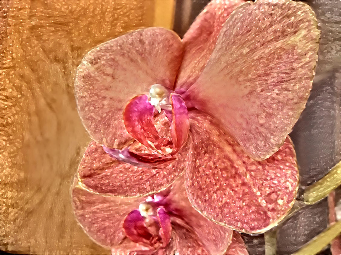 Orchid #22