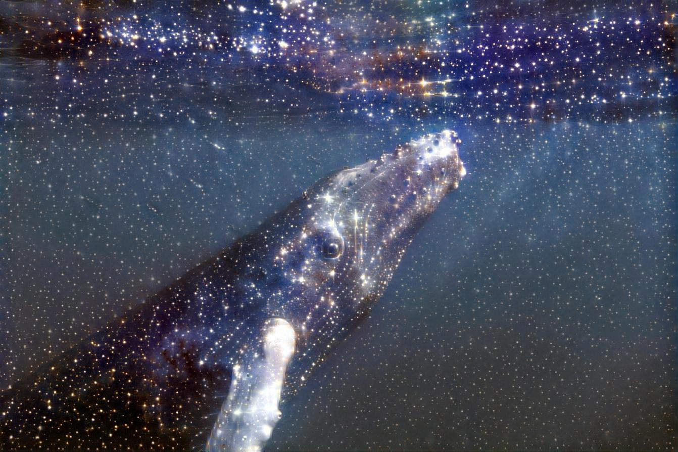 Stars of the Whale