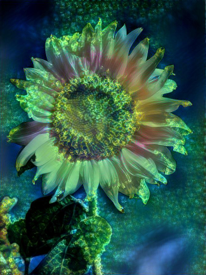 Ocean Sunflower