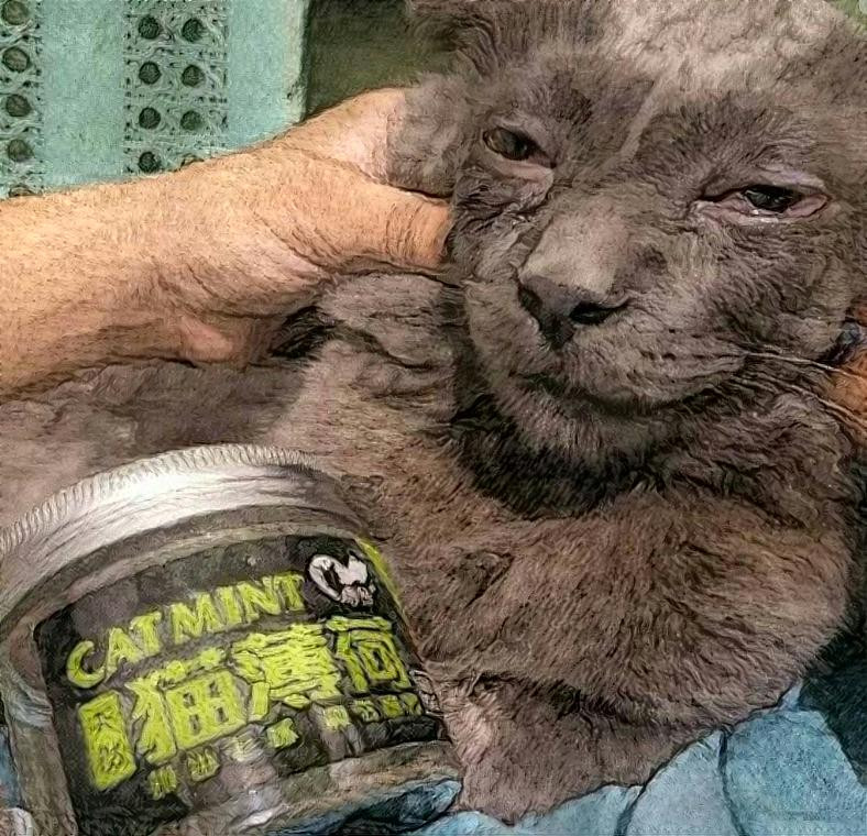 Baked Cat but he looks old