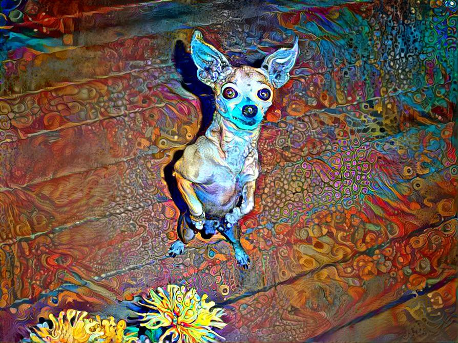 "Dinker" the dancing Chihuahua