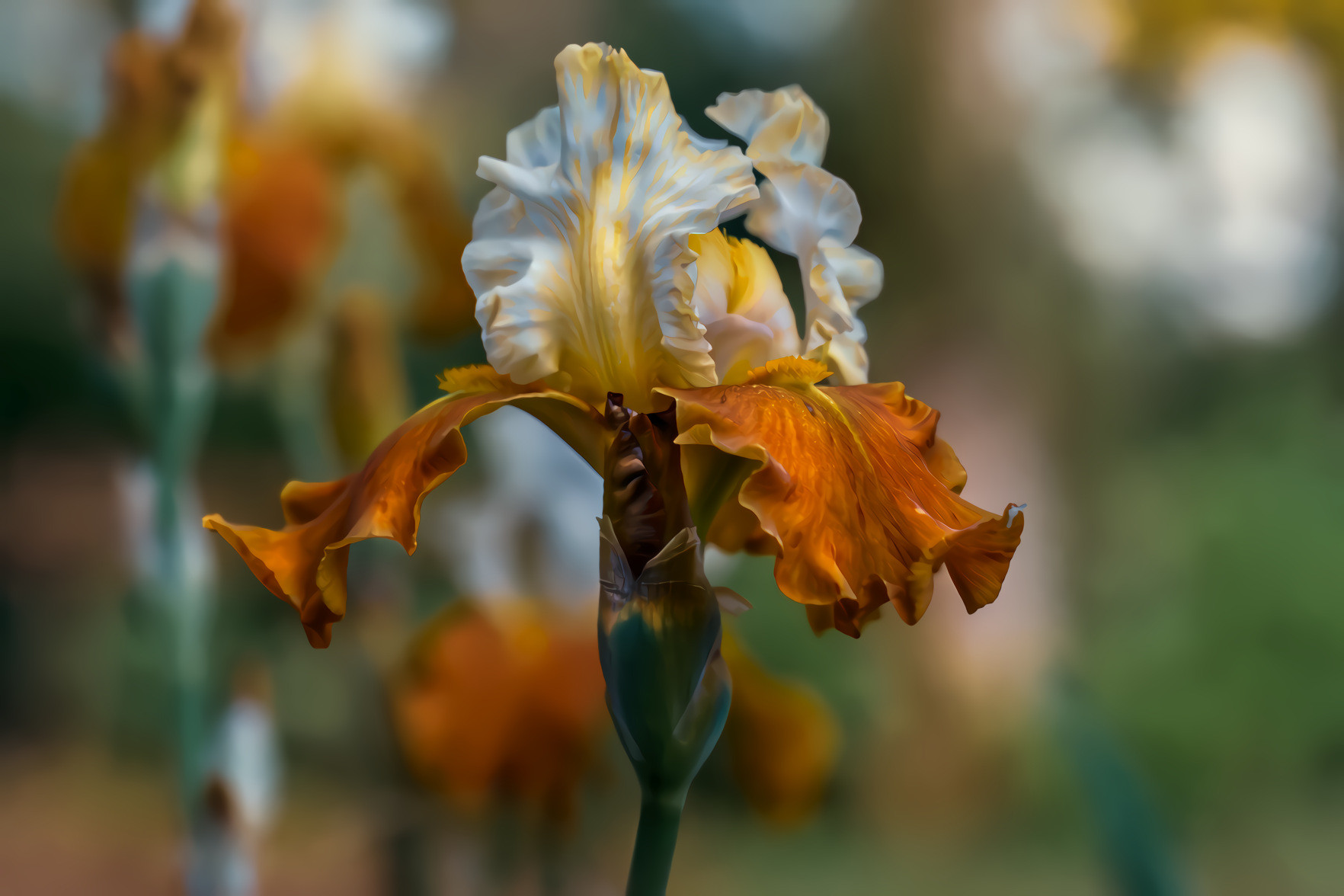 Iris, Rust Yellow Orange