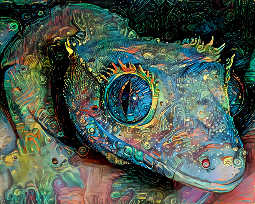 Pongo, the Eyelash Gecko V2. Photo, my own.
