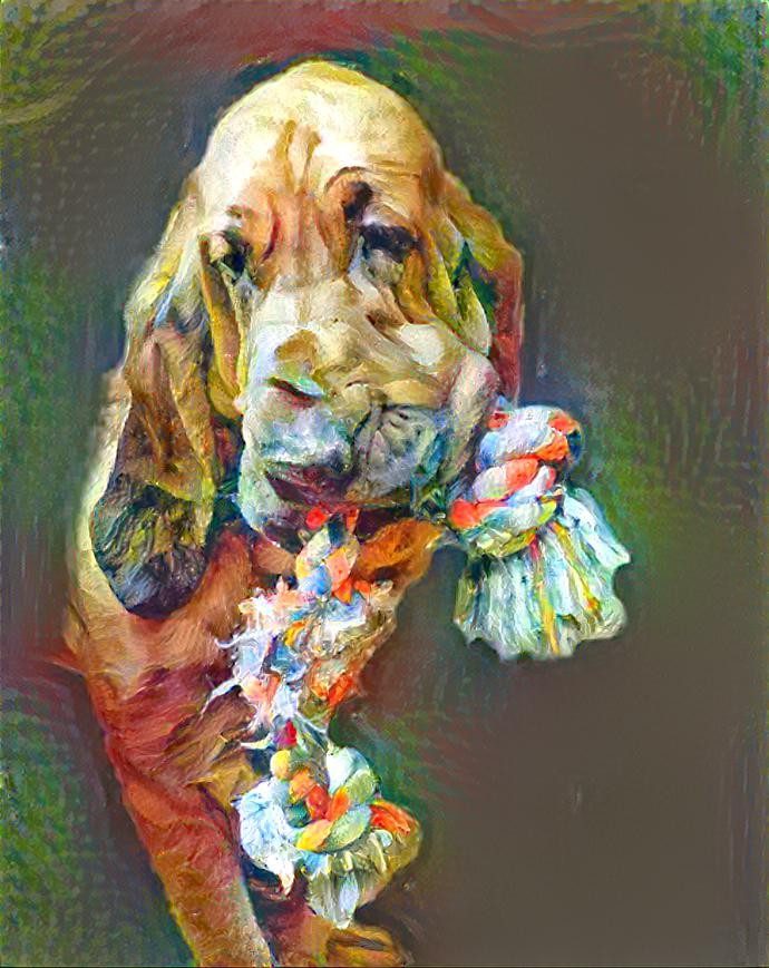 My bloodhound Robinson