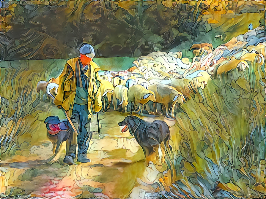 The shepherd leads his sheep home.