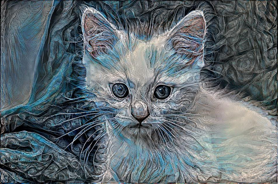 Blue Kitten 