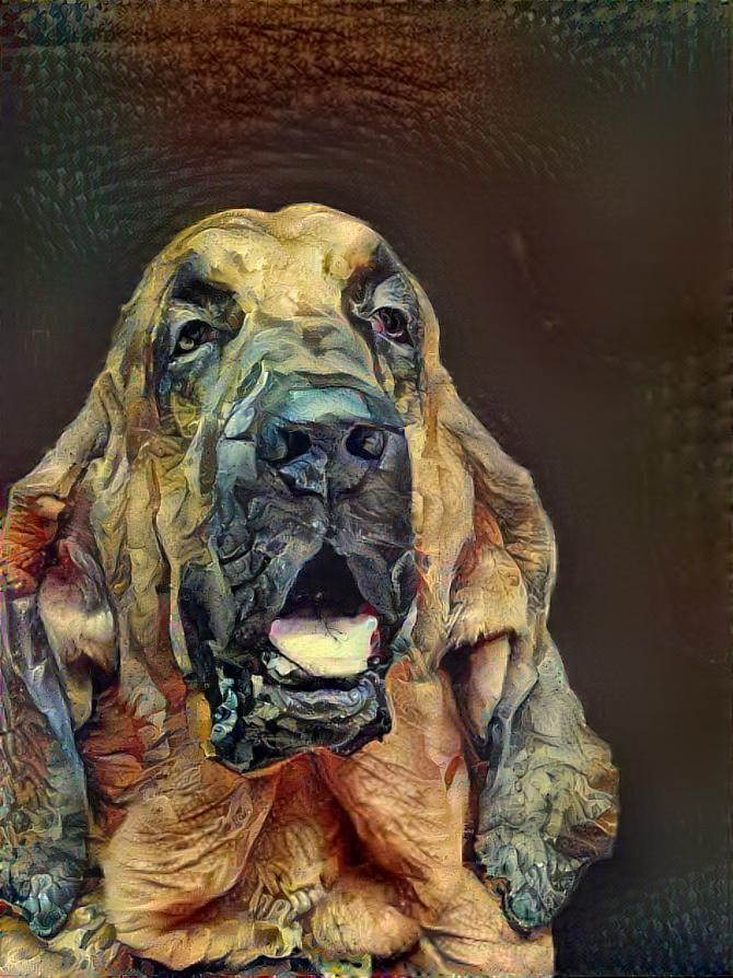 My bloodhound boy BERTIE