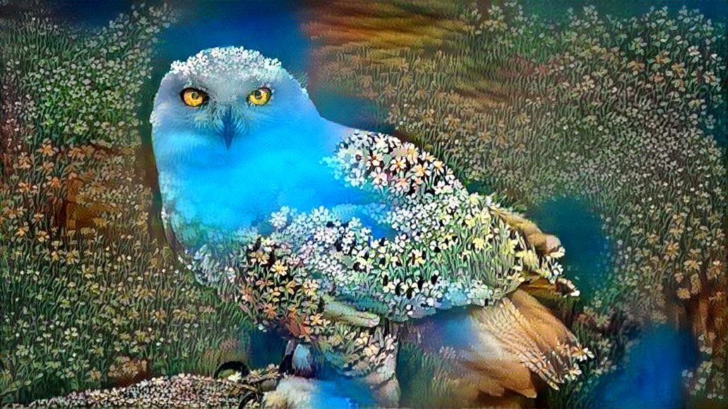 SP Snowy Owl