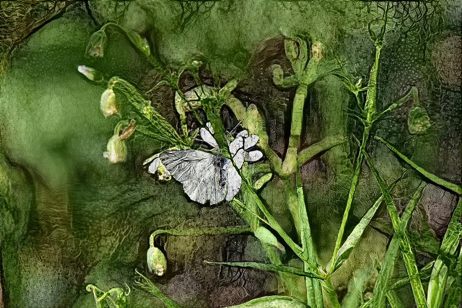 White butterfly (own photo)