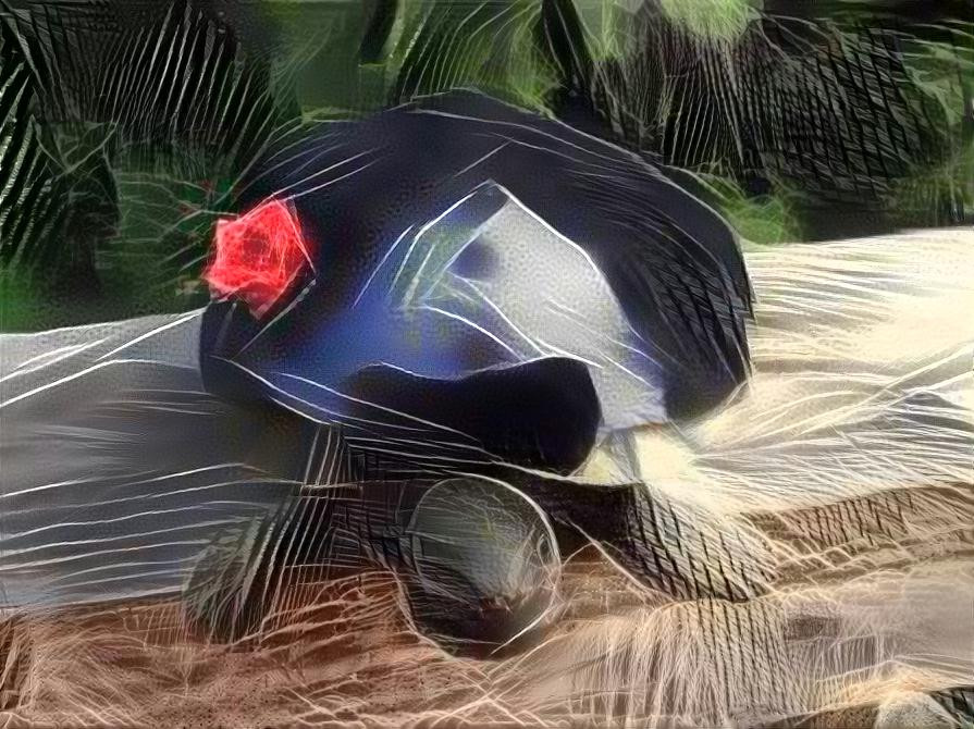 turtle in tux